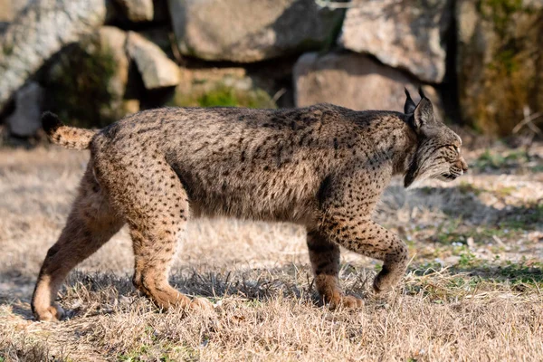 Iberian Lynx Walking Its Habitat Afternoon Lynx Pardinus — Fotografia de Stock