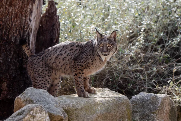 Iberian Lynx Marking Its Territory Urine Rock Lynx Pardinus — ストック写真