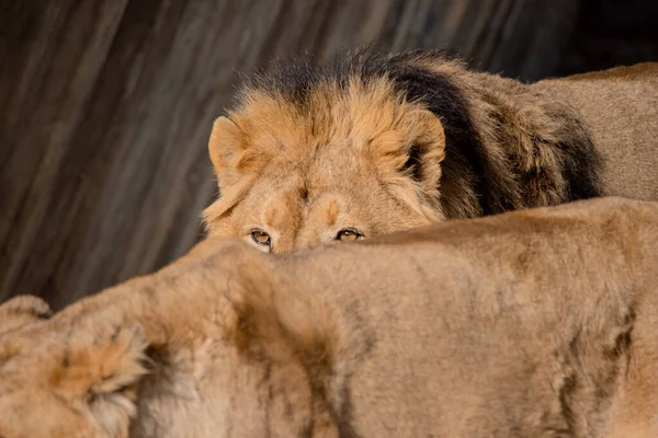 Detail Eyes Male Asian Lion Walking Lioness Panthera Leo Persica — Fotografia de Stock