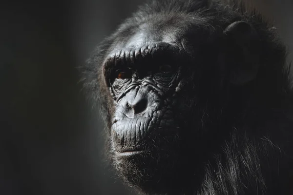 Close Face Portrait Serene Chimpanzee Pan Troglodytes — Zdjęcie stockowe
