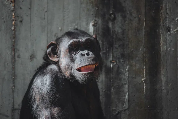 Face Portrait Smiling Chimpanzee Captivity Pan Troglodytes — Φωτογραφία Αρχείου