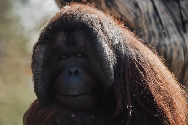 Close Male Thoughtful Orangutan Facial Portrait Captivity Pongo — Φωτογραφία Αρχείου
