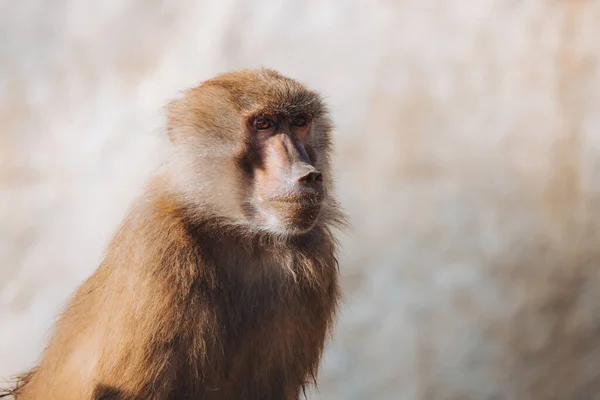 Young Baboon Portrait Captivity Sunlight Papio Cynocephalus — Φωτογραφία Αρχείου