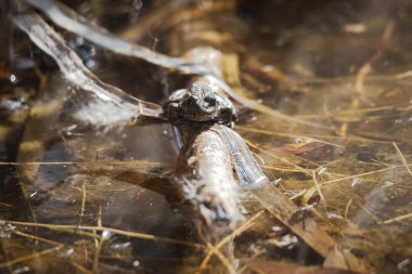 pere davids deer relaxed on the sand with new horns  