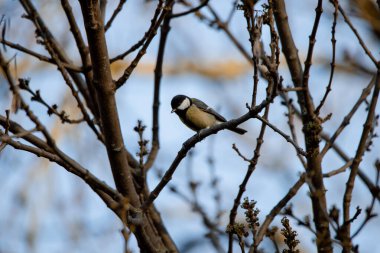 Male Great Tit perched on a branch in winter in Madrid (Parus major)