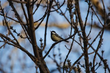 Male Great Tit perched on a branch in winter in Madrid (Parus major)