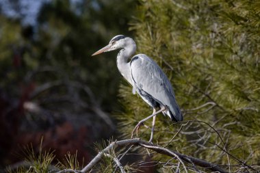 Grey heron perched on a pine branch in Madrid (Ardea cinerea)