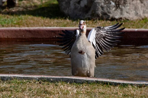 Egyptian Goose Flapping Its Wings Seen Front Alopochen Aegyptiaca — стоковое фото