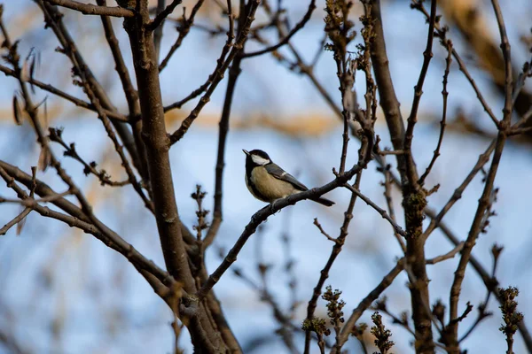 Male Great Tit perched on a branch in winter in Madrid (Parus major)