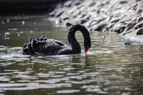 Black Swan Pond Sunny Day Cygnus Atratus — ストック写真