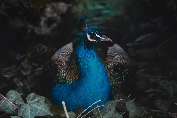 Beautiful Male Peacock Hidden Camouflaged Dark Grass — ストック写真