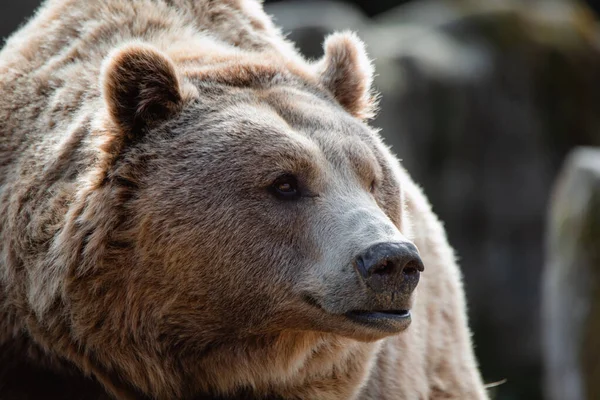 Face Portrait Big Female Brown Bear Sniffing Air — Stock fotografie