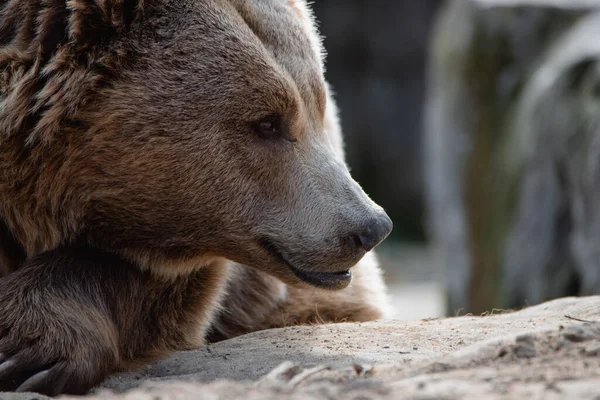 Face Portrait Big Female Brown Bear Sniffing Air — Zdjęcie stockowe