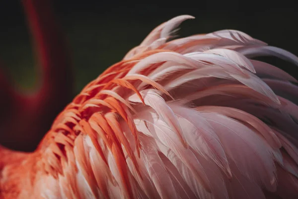 Colorful Ruffled Feathers Adult Flamingo Phoenicopterus Ruber — Stockfoto