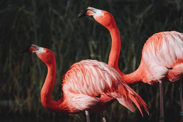 Portrait Two Red Flamingos Drinking Water Phoenicopterus Ruber — ストック写真