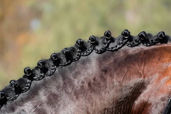 Close Detail Intertwined Braids Neck Bay Spanish Horse — Foto Stock
