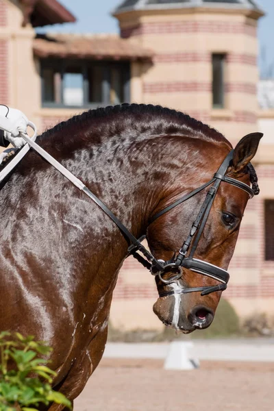 Facial Portrait Bey Spanish Horse Competing Dressage —  Fotos de Stock