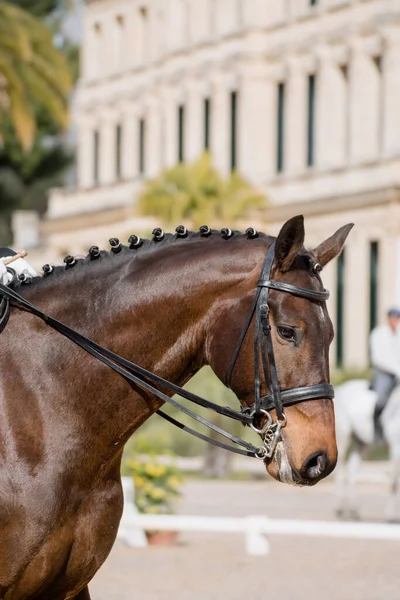 Facial Portrait Hanoverian Horse Competing Dressage — Fotografia de Stock