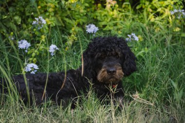 Portrait of an adult male black dog resting on the green grass