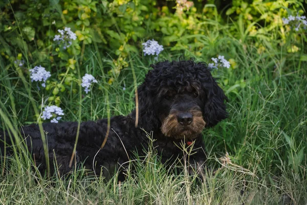 Portrait Adult Male Black Dog Resting Green Grass — стоковое фото