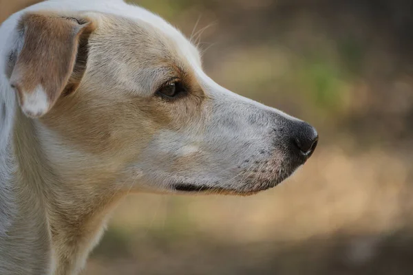 Close up portrait of a female dog sniffing the air