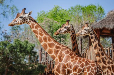 Beautiful face portrait of three adult african giraffes with grass background