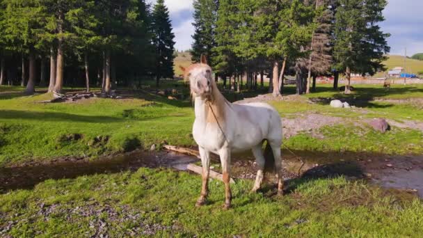 白い馬が頭を振り田舎を歩く — ストック動画