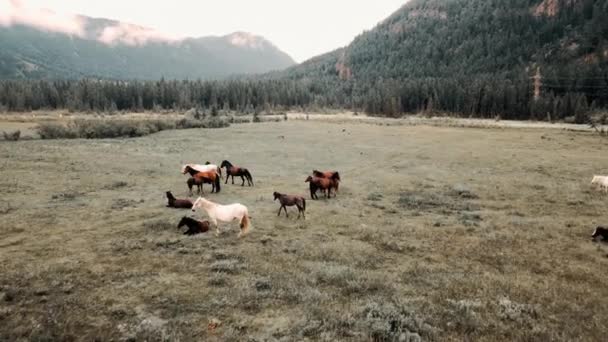 Gyönyörű lovak legelnek a mezőn egy hegy hátterével szemben nyáron. Drónfelvételek — Stock videók