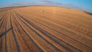 FPV sonbaharda buğday tarlasında uçar. Samanlıklar, yüksek hız
