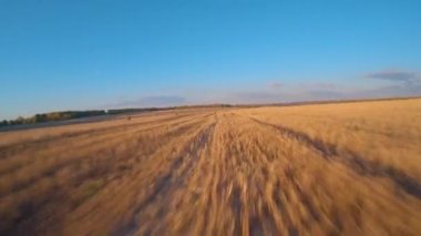 FPV sonbaharda buğday tarlasında uçar. Samanlıklar, yüksek hız