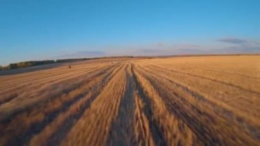 FPV sonbaharda buğday tarlasında uçar. Samanlıklar, yüksek hız