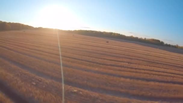 FPV-drönaren flyger över ett vetefält på hösten. Haystacks, höghastighetståg — Stockvideo