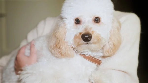 Cute little light dog toy poodle lying on arms and is stroked — стоковое фото