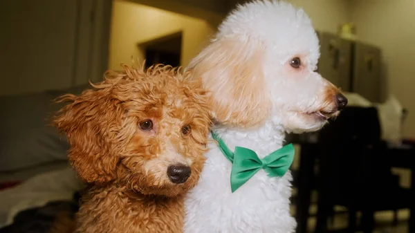 Two poodles in one shot. One is light, the other is brown. Close-up portrait — стоковое фото