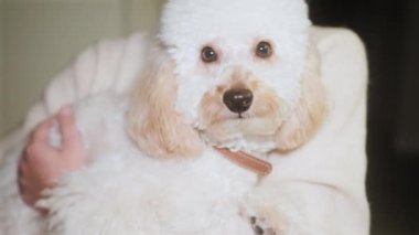 Sevimli küçük köpek oyuncağı kaniş kollarında yatıyor ve okşanıyor.