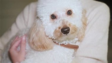 Sevimli küçük köpek oyuncağı kaniş kollarında yatıyor ve okşanıyor.