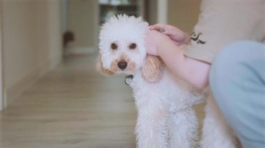 Küçük sevimli köpek oyuncağı fino yeşil bir kelebek takmış