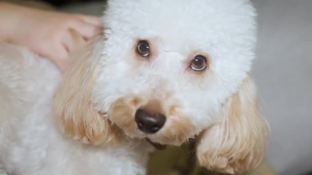 Aranyos kis könnyű kutya játék uszkár fekszik a karján, és simogatott — Stock videók