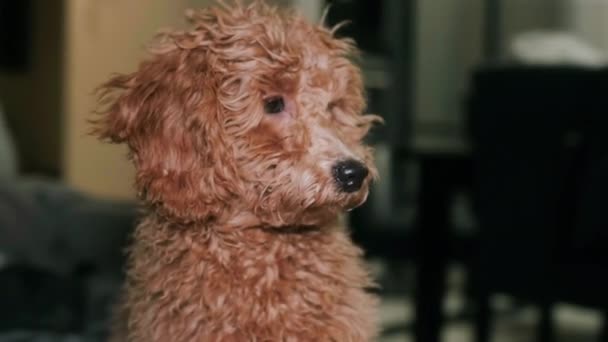 Small brown poodle. Portrait shot. Close-up — Stock Video