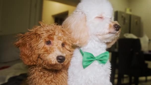 Two poodles in one shot. One is light, the other is brown. Close-up portrait — Vídeo de Stock