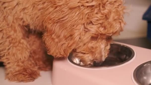 O poodle pequeno marrom bebe a água de um boliche rosa — Vídeo de Stock
