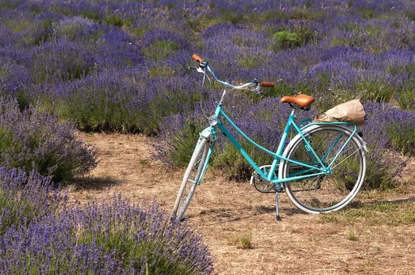 蓝色的老式自行车，熏衣草草甸 免版税图库图片