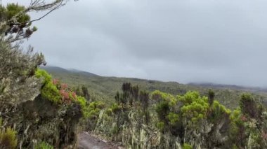 Afrika 'nın tropikal ormanlarında Kilimanjaro' ya tırmanmak. Yeşil tepeler, bulutlu hava ve Tanzanya 'nın kalın bulutları. Machame yolu.