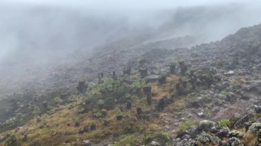 Kilimanjaro 'nun yüksek bozkırlarında küçük bir Dendrocross tarlası manzarası. Afrika 'ya özgü bitki. Sisli ve yağmurlu dağ manzarası. Aralık ayında Kilimanjaro 'ya tırmanan Tanzanya.