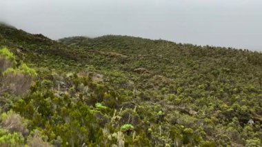 Tanzanya 'nın inanılmaz doğası. Machame yolu üzerindeki Kilimanjaro 'nun tropik yeşil ormanları ve tepeleri. Sisli dağ manzarası. Aralık ayında Kilimanjaro 'ya tırmanan Afrika.