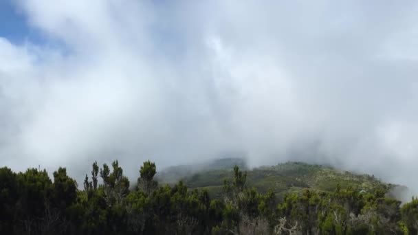 Příroda Tanzanie Panorama Tropických Zelených Lesů Kopců Kilimandžára Mlhavá Horská — Stock video