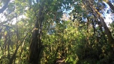 Kilimanjaro Dağı 'nda yeşil tropik yoğun orman. Orman manzarası. Tırmanan Kilimanjaro, Tanzanya, Afrika.