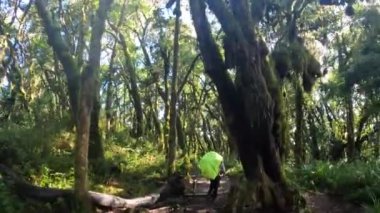 Büyük bir sırt çantası olan siyah bir adam yeşil bir tropikal ormanda yol boyunca yürür. Arkadan bak. Orman manzarası. Kilimanjaro 'ya tırmanmak.