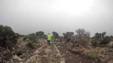 Büyük sırt çantalı siyah bir adam Kilimanjaro 'nun yeşil ağaçları boyunca donanımlı bir patika boyunca yürüyor. Arkadan bak. Dağ manzarası. Kilimanjaro 'ya tırmanmak.