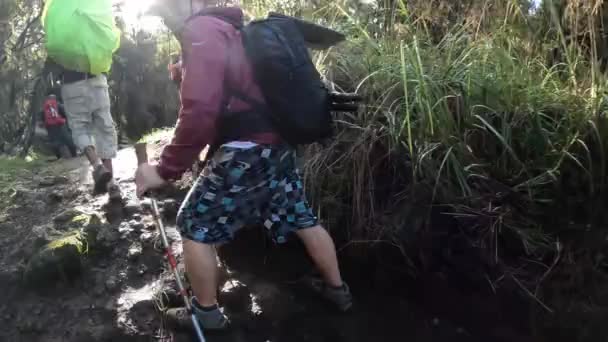 Kilimanjaro Tanzania December 2021 Hiker Black Porters Walk Mountain Path — Stock Video